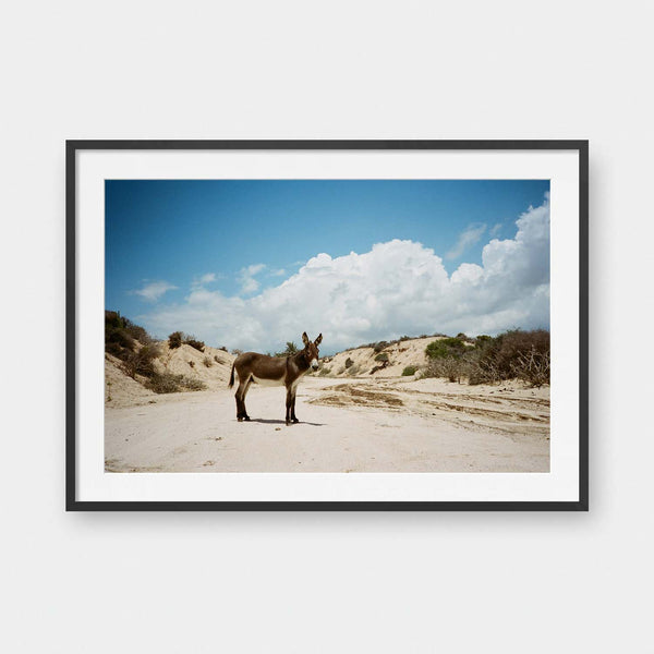Badlands Burro