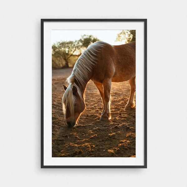 Palomino