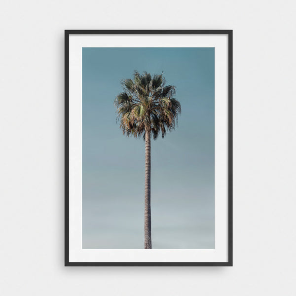 Last Palm