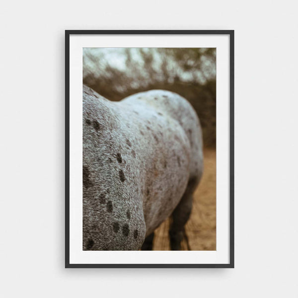 Apaloosa
