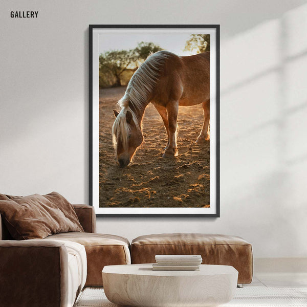 Palomino