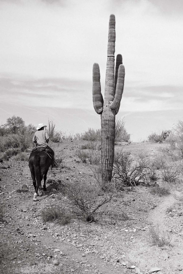 Saguaro