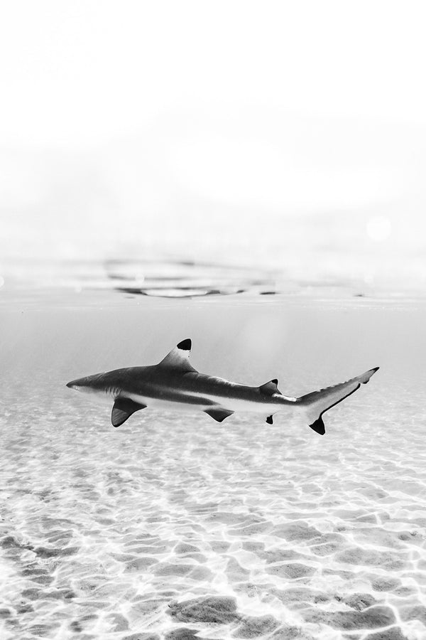 Elegance Below