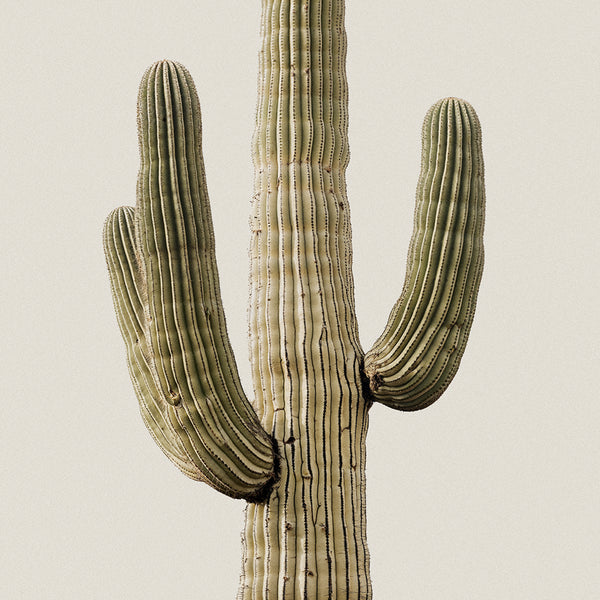 Cactus Royale