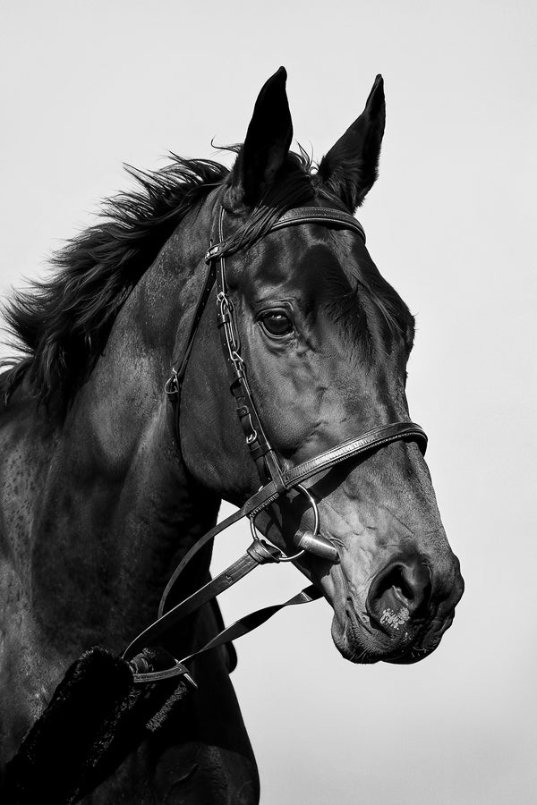 Black Knight