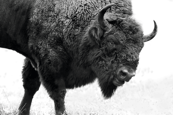 Buffalo Soldier