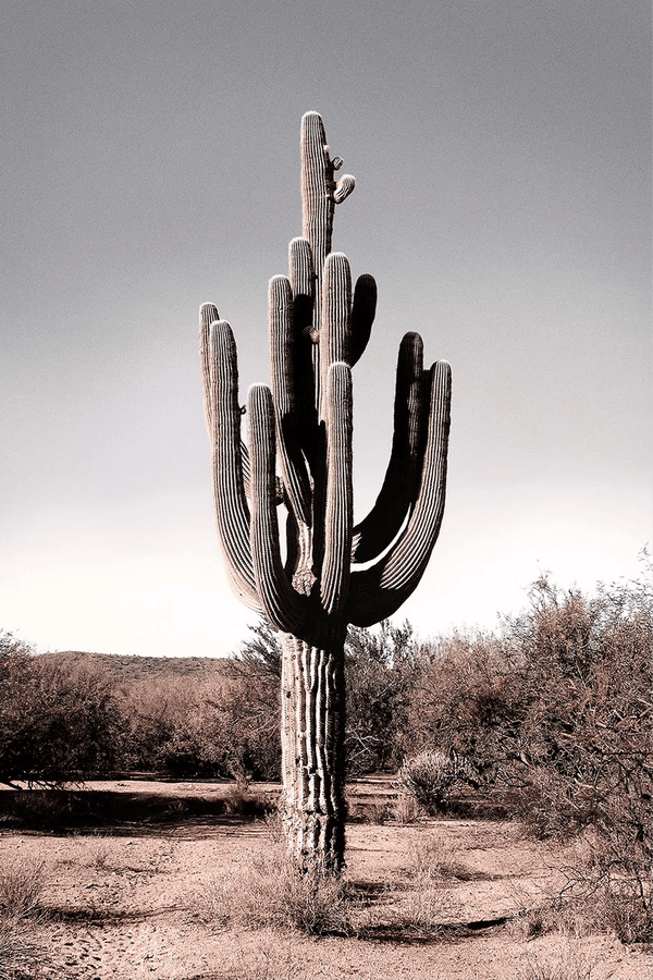 Desert Jewel