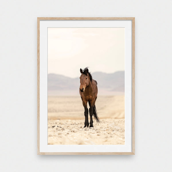 Mesa Mustang
