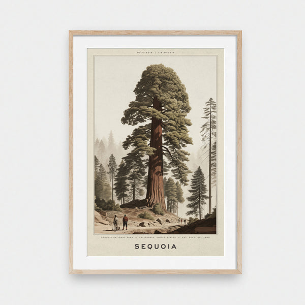 National Park: Sequoia