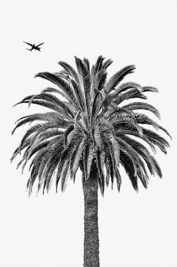 Palm & Plane