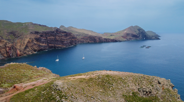 Madeira Dragon Tail