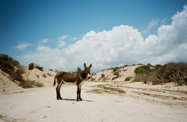 Badlands Burro