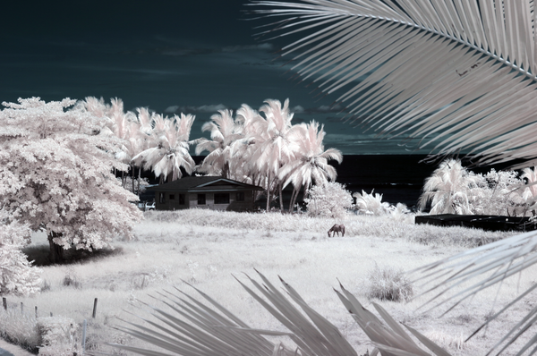 Dream Shore