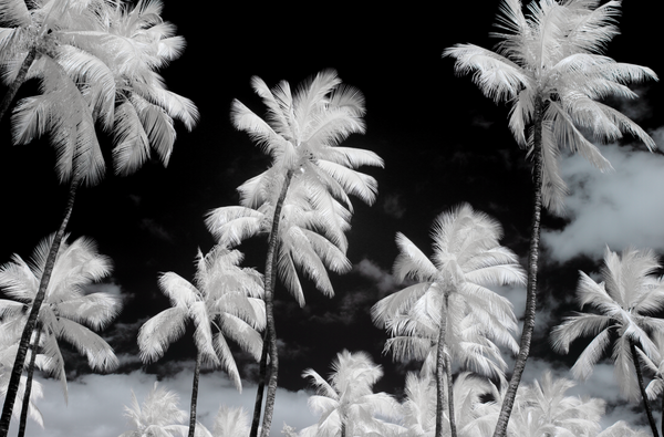 Palm Mirage