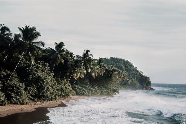 Wild Shore