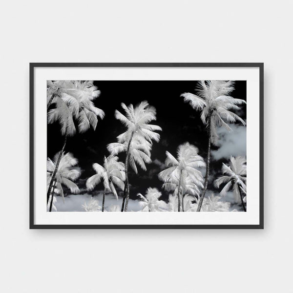 Palm Mirage