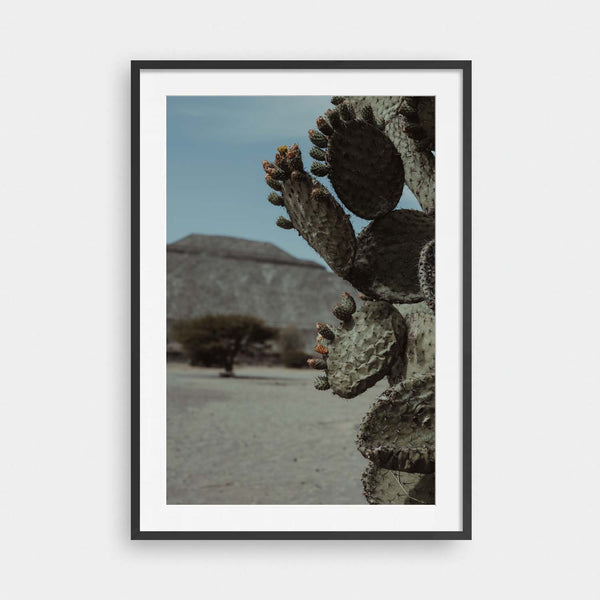 Cacti