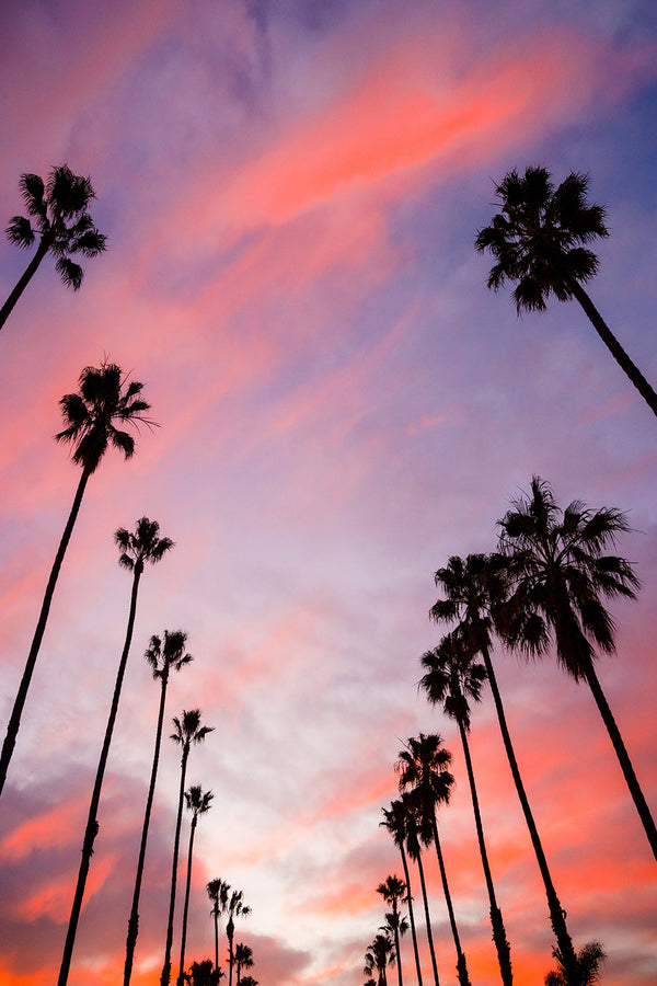 Palm Line