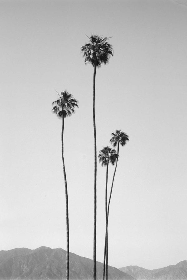 Santa Anita No.2