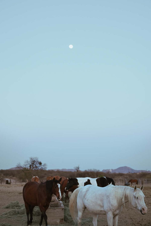 Moon