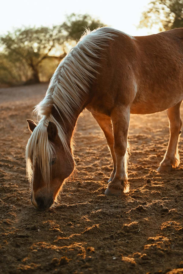 Palomino