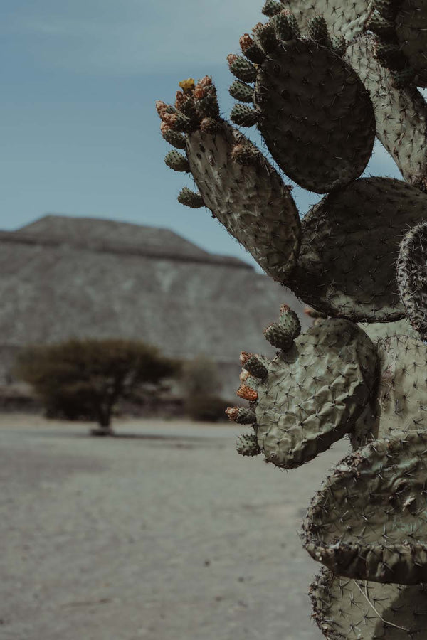 Cacti