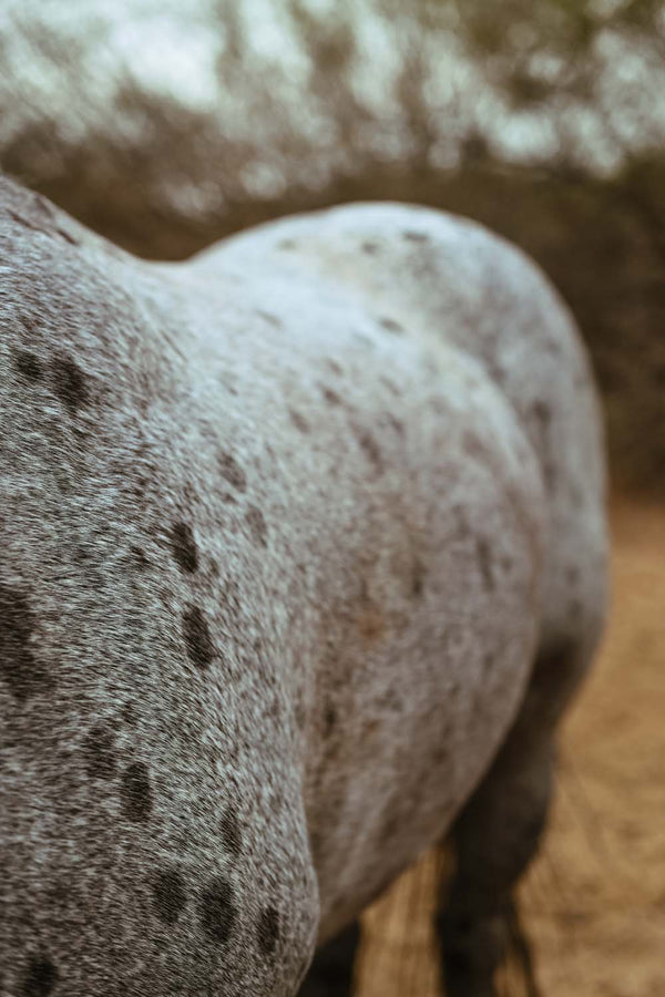 Apaloosa