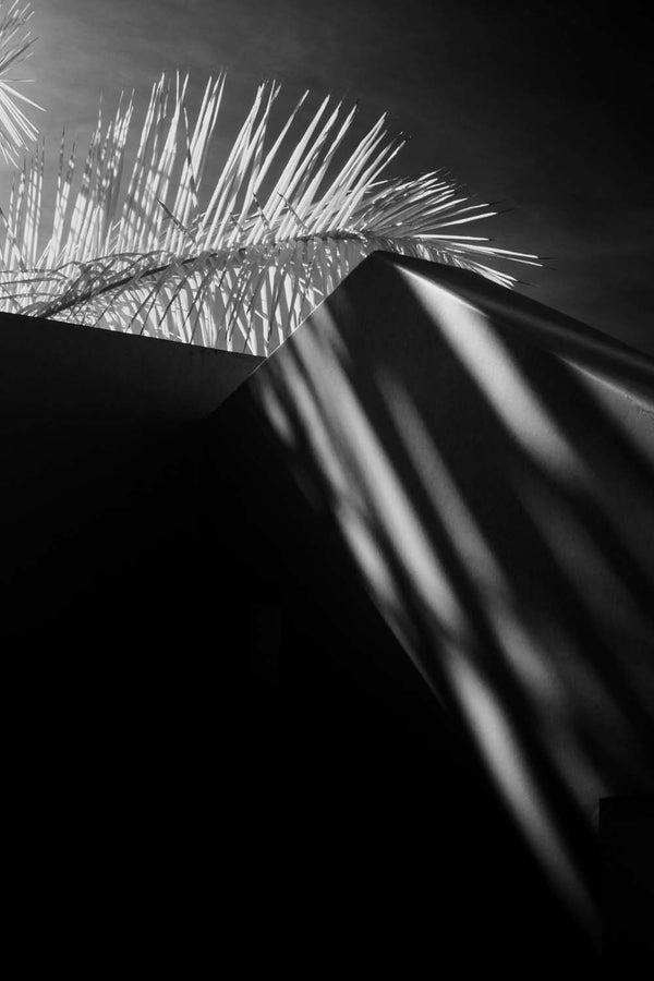 Palm Veil