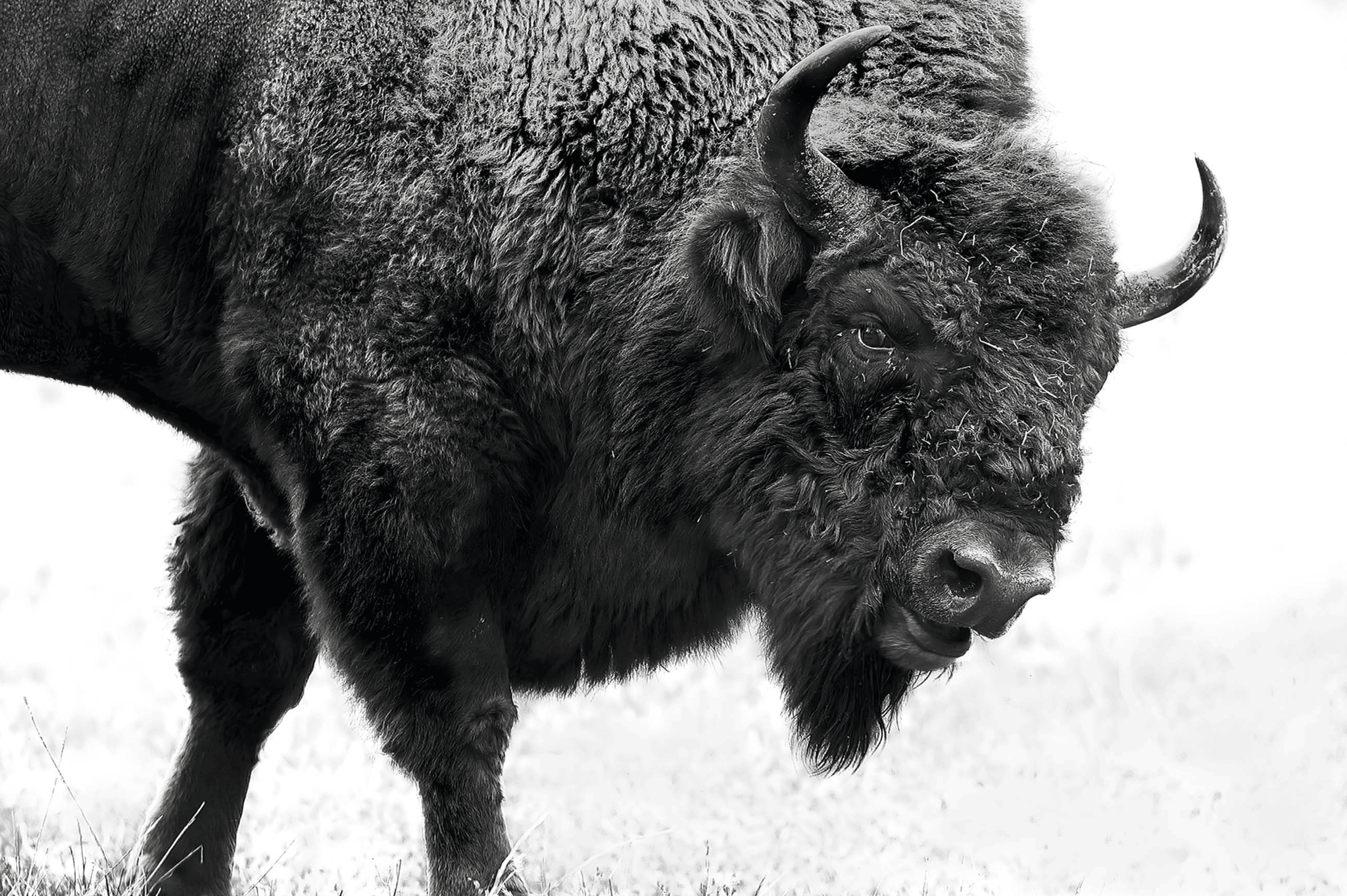 Buffalo Soldier - LNDN GRAY