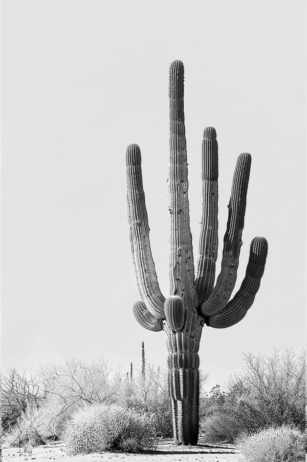 Desert Bloom Vol. 2