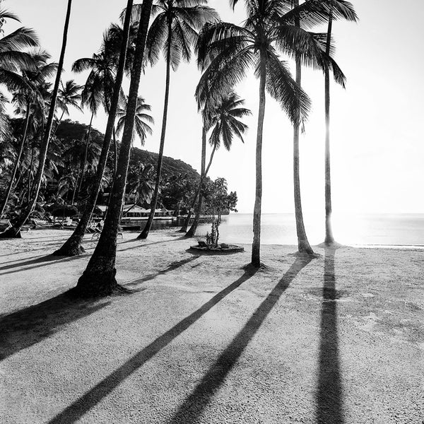 Palm Noir