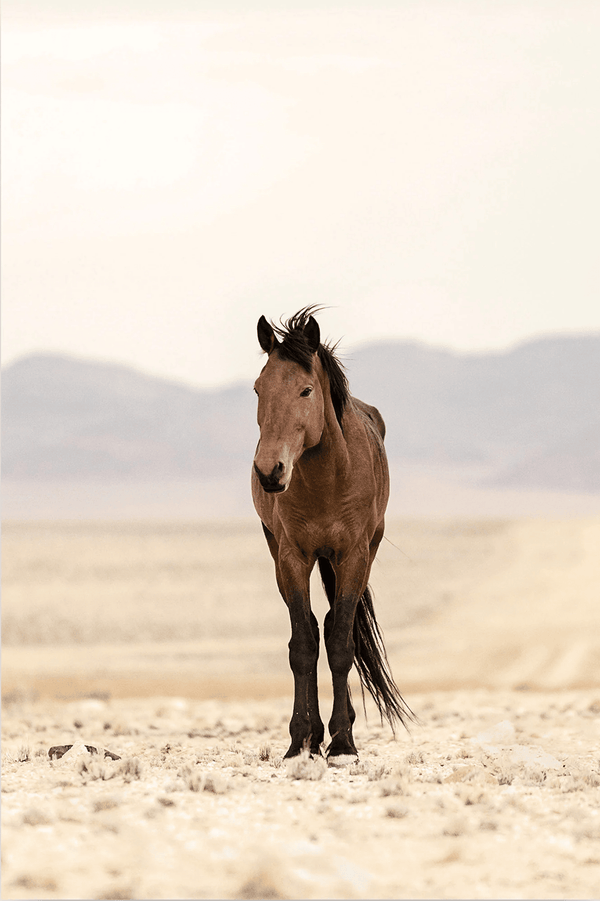 Mesa Mustang