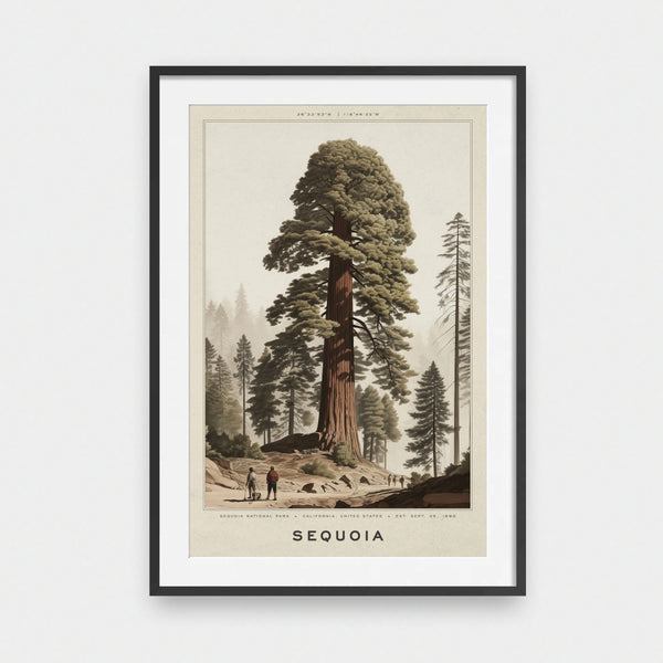 National Park: Sequoia