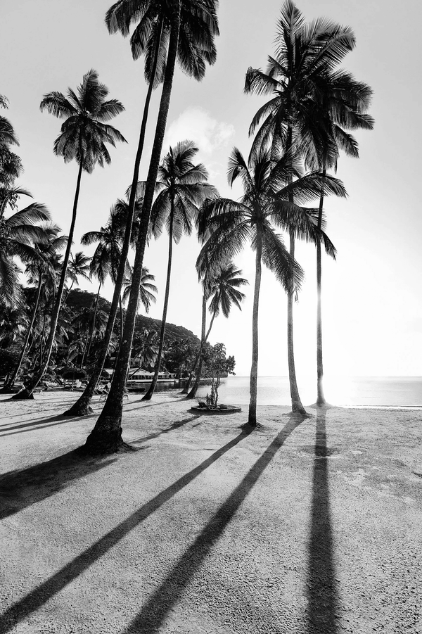 Palm Noir