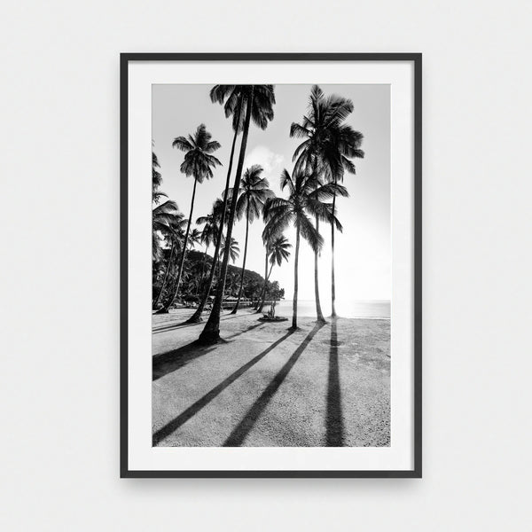 Palm Noir