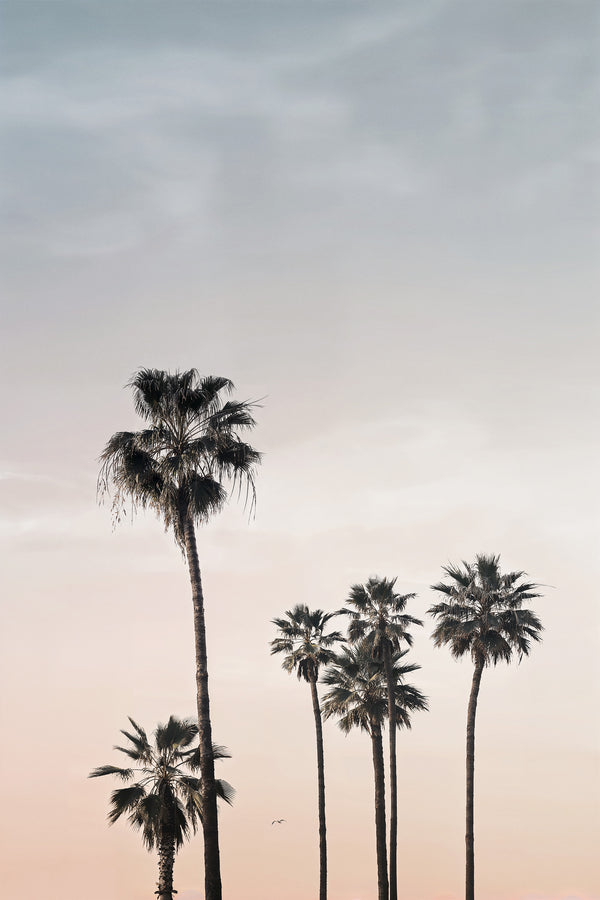Paradise Palms