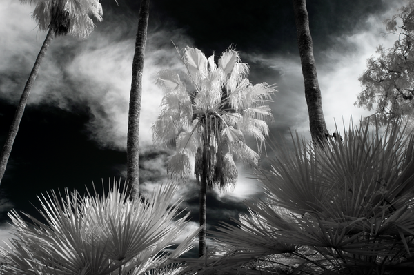 Palm Heat