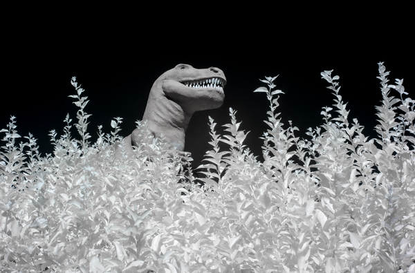 Jurassic Bloom