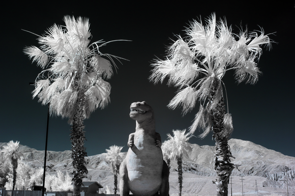 King of the Desert