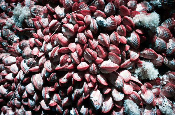 Tide Stones
