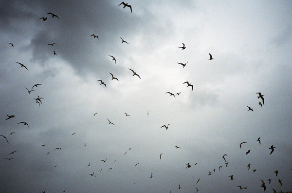 Flight